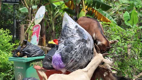 goats foraging in trash, displaying scavenging behavior