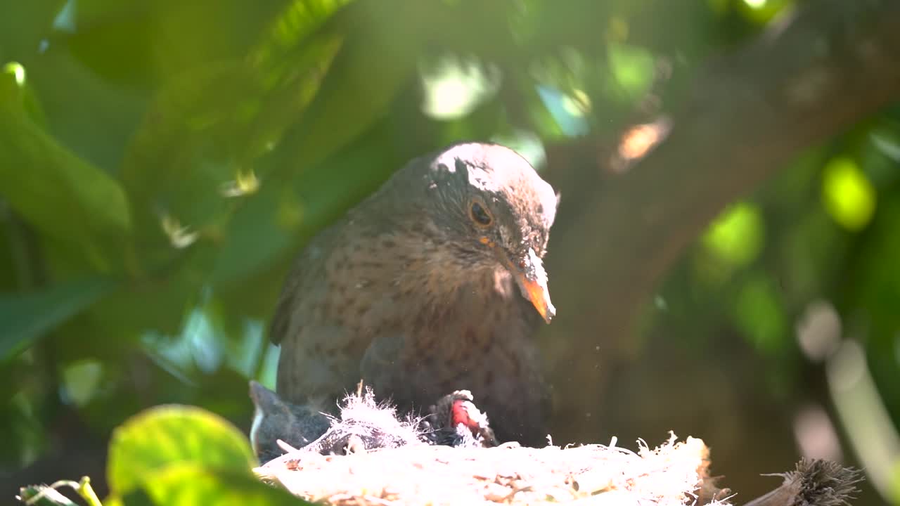 Blackbird in a nest feeding baby birds