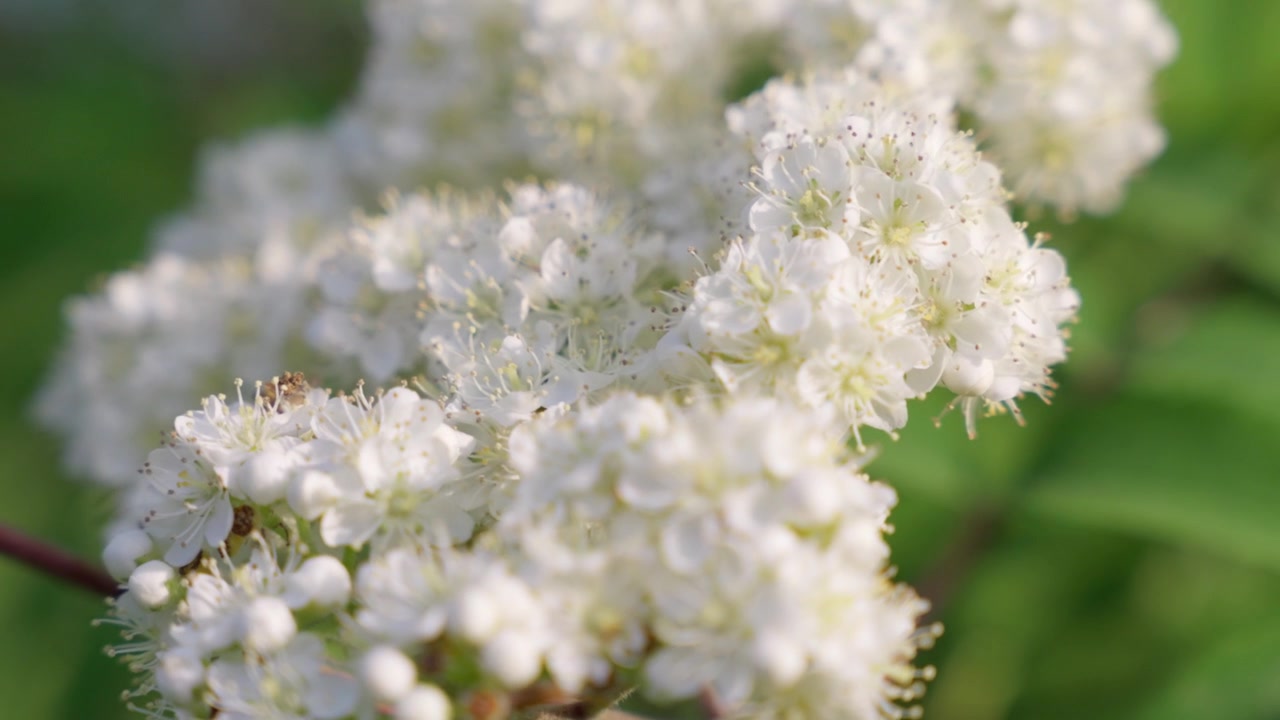 Hojas y ramas de serbal (Sorbus Aucuparia) meciéndose con la brisa.
