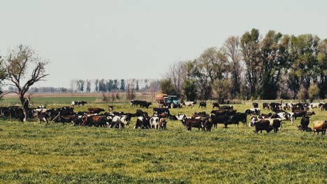 Tractor-driving-on-road-between-farmland,-cows-in-the-foreground