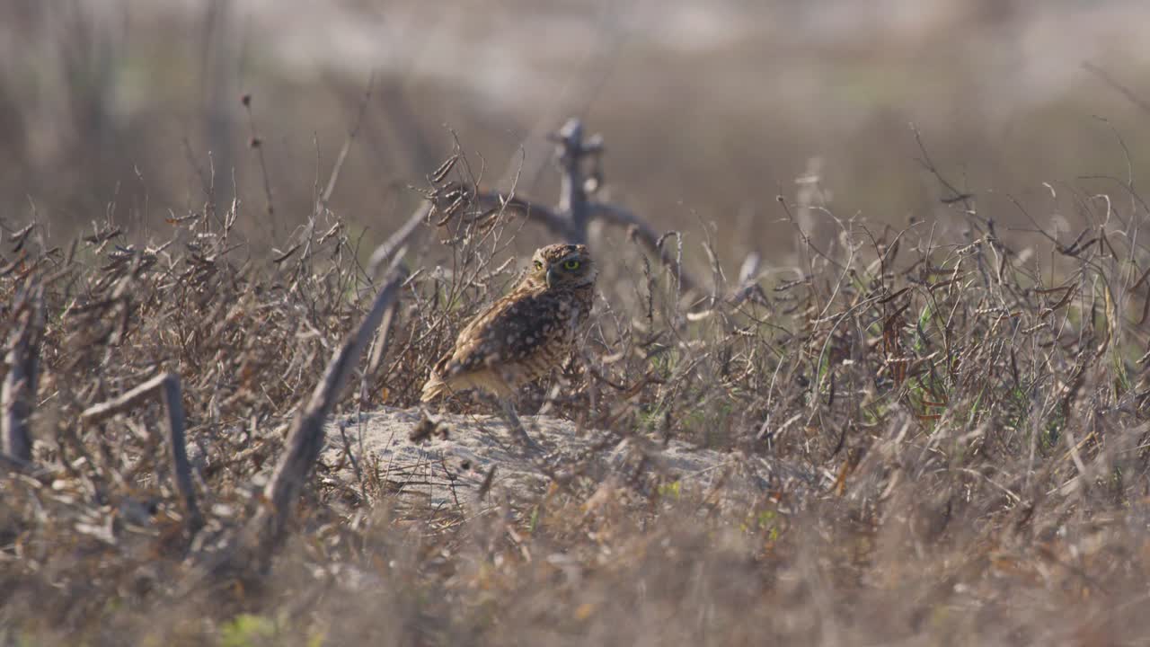 화창한 날 들판에 있는 마른 풀 사이에 있는 브라질 굴 부엉이의 중간 샷