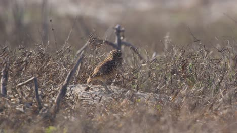 Medium-shot-of-Brazilian-Burrowing-Owl-on-branch-between-dried-grass-on-field-during-sunny-day