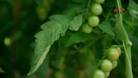 el cultivo de plantas de tomate en la agricultura de invernadero en la plantación moderna de hortalizas.