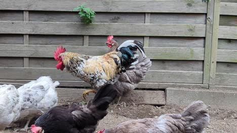 rooster and chickens in the yard of a country house in summer