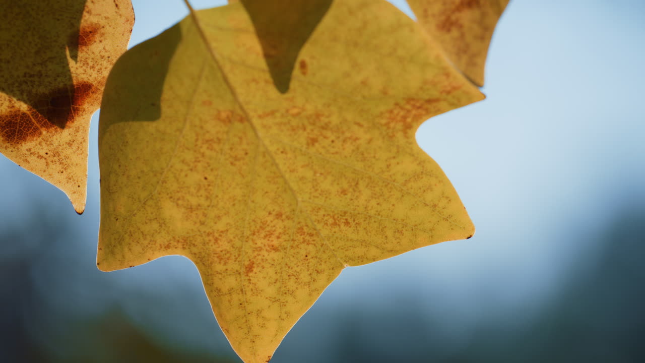 en primer plano, una hermosa hoja de arce en el día de otoño. hojas doradas balanceadas por el viento.
