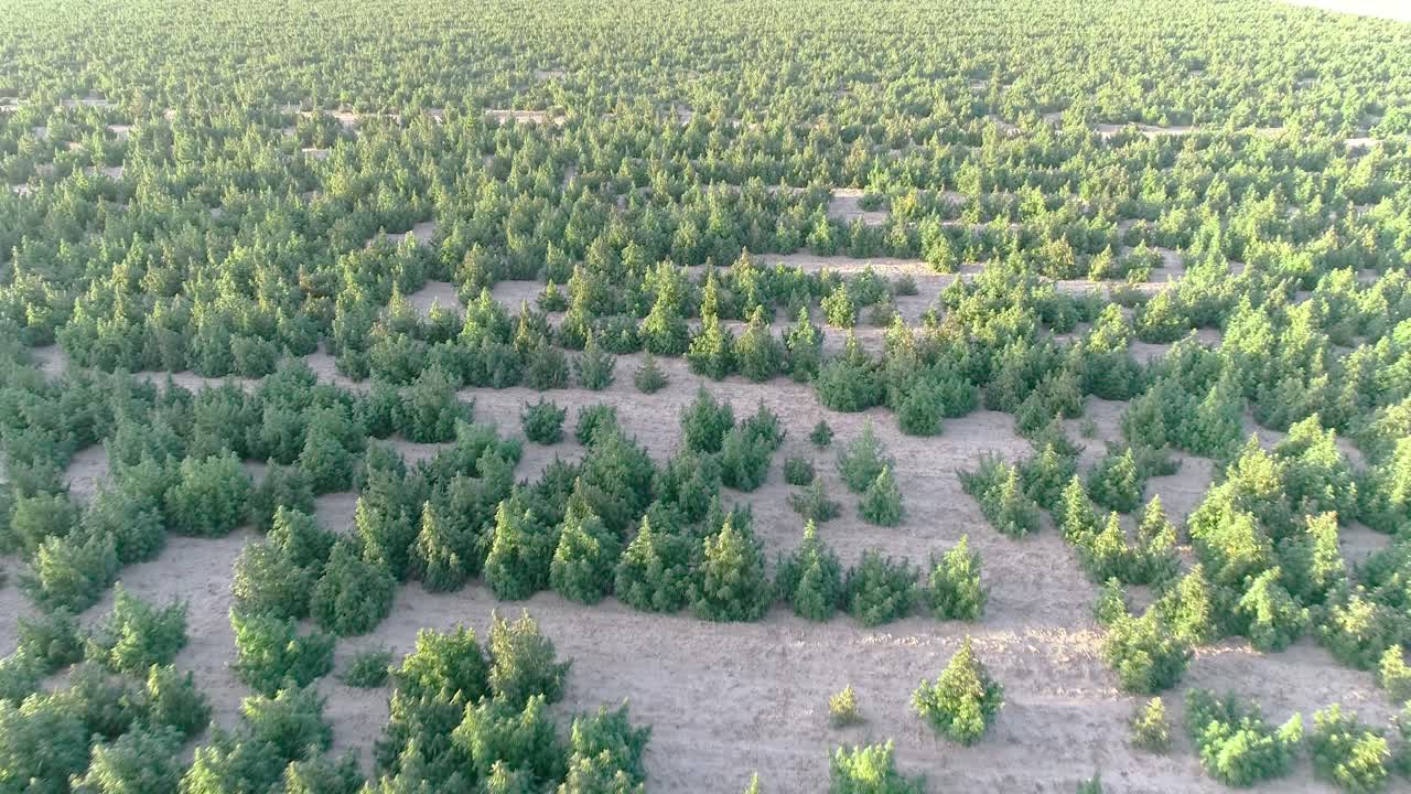 The hemp crop on this farm is ready to harvest