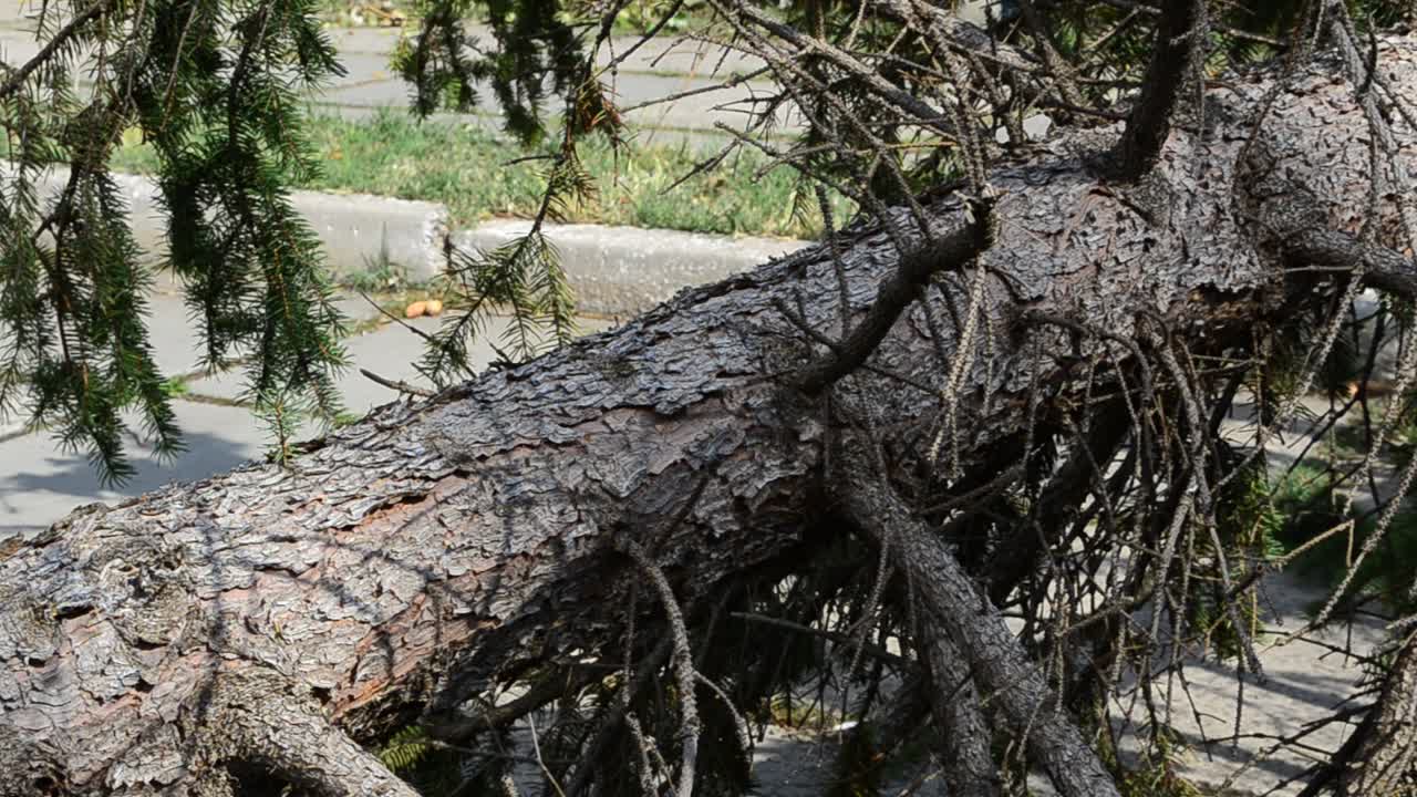 The tumbled-down pine. Shooting with conducting