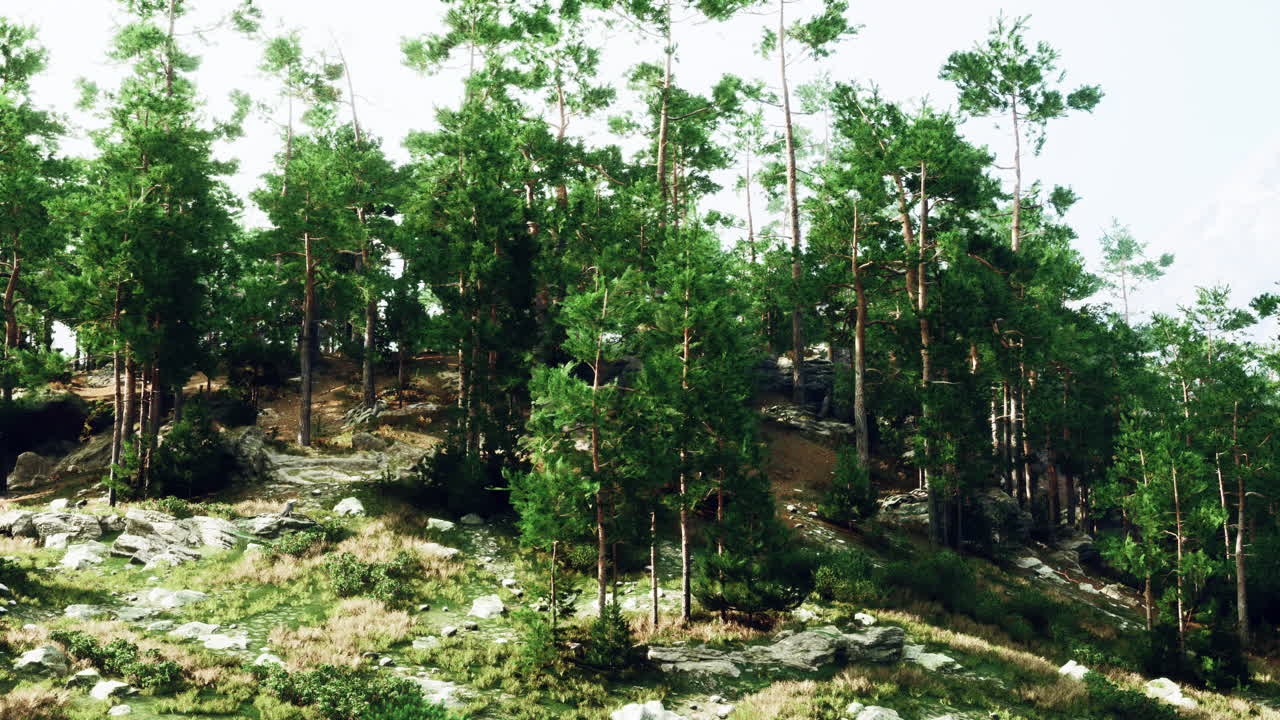 산기?? 에 있는 두꺼운 소나무 숲