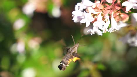 hummingbird hawk-moth  close up of proboscis