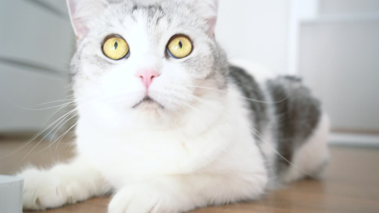 귀여운 고양이, 고양이 청소