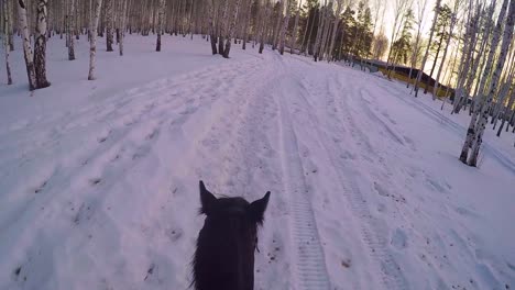 cabalgando en un bosque nevado