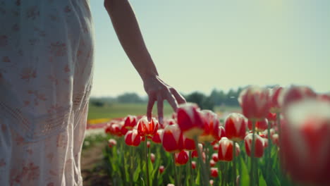 mujer de primer plano tocando tulipanes coloridos con los dedos en un hermoso jardín de flores.