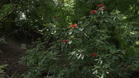 gimbal disparó orbitando alrededor de un arbusto con flores rojas en cámara lenta