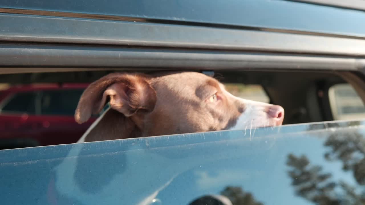 Araba camından dışarı bakan sevimli bir köpek, ardından başını kameraya doğru çeviriyor ve küçük, tatlı bir havlama ile bitiriyor