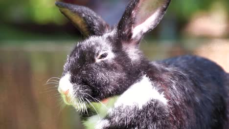 Black-and-white-rabbit