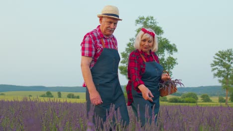 Senior-man-woman-grandfather-grandmother-farmers-gathering-lavender-flowers-on-summer-field-garden