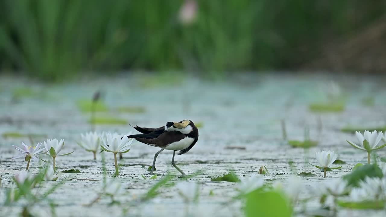 The long-tailed Jacana rests close to a blooming white aquatic lily