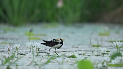 the long-tailed jacana rests close to a blooming white aquatic lily