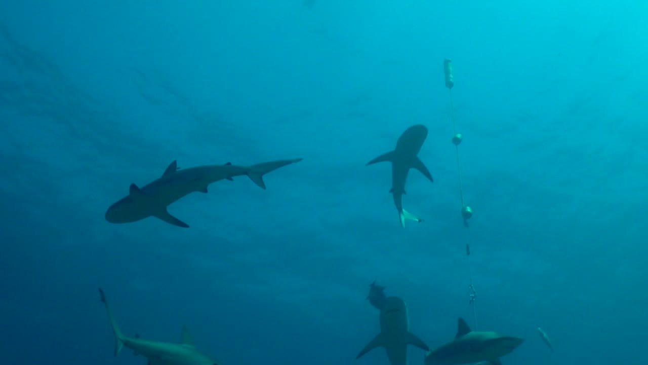 Sharks after feeding