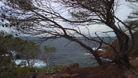 revealing shot of coastline ocean from behind mediterranean trees cliff dry landscape, slow panoramic wide shot, skyline background