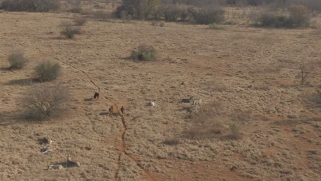 Drohnenaufnahmen-Von-Zebras-Und-Gnusherden-In-Freier-Wildbahn-An-Einem-Kalten-Wintermorgen