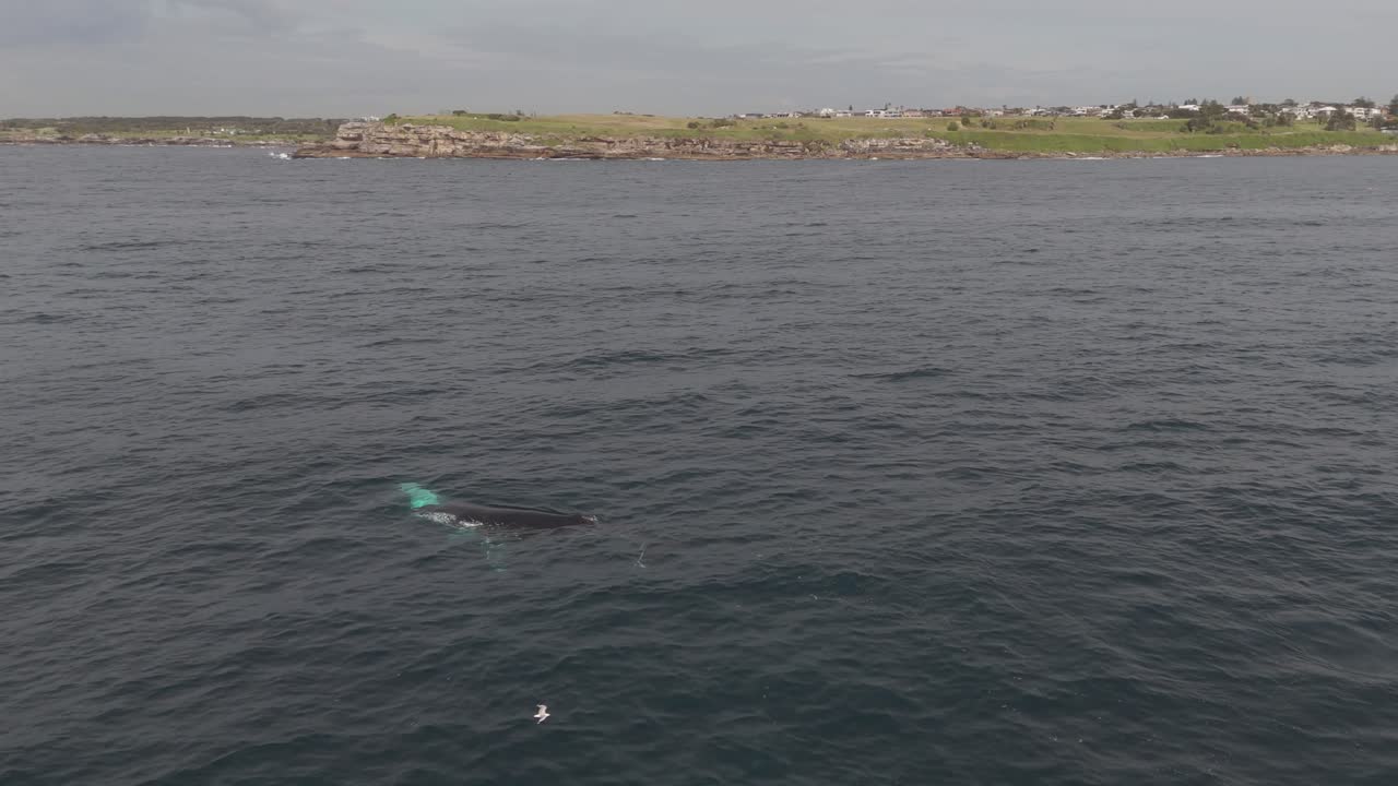 Aerial shot of humpback whale migration along Sydney's coastline under cloudy skies, capturing a stunning marine journey in the open ocean. Perfect for nature and wildlife footage.