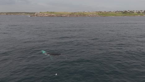 aerial shot of humpback whale migration along sydney's coastline under cloudy skies, capturing a stunning marine journey in the open ocean. perfect for nature and wildlife footage.