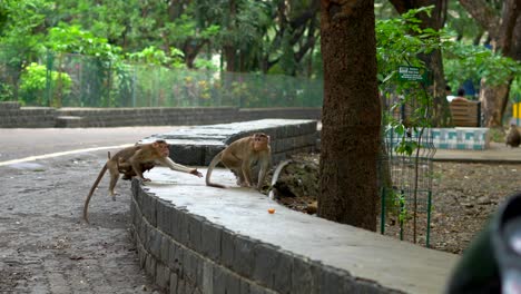 monkeys are searching food national park mumbai