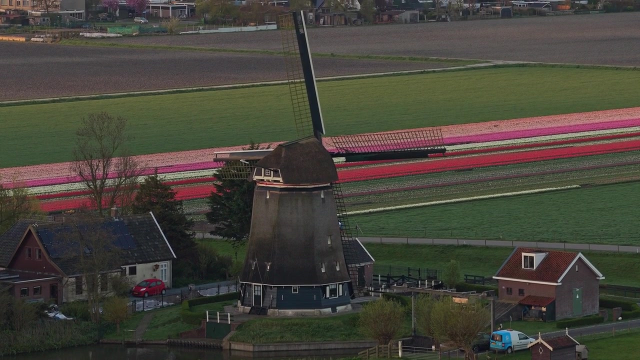 Mulino a vento olandese tradizionale in un campo di tulipani colorato