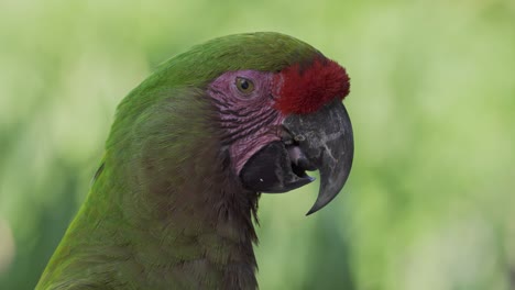 red-fronted macaw with open beak moves tongue, blinks eyes, close-up