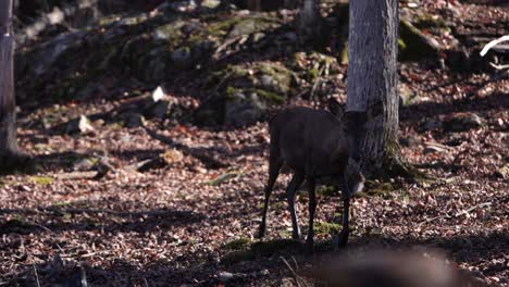 Elchkalb,-Das-Im-Herbst-Mit-Blättern-Auf-Dem-Boden-Durch-Den-Wald-Geht