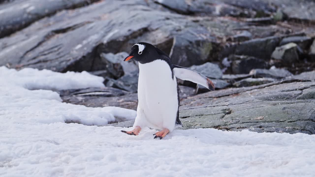 pingüino caminando sobre nieve y hielo en la antártida, cámara lenta gentoo pingüinos en vida silvestre y animales viaje en la península antártica, hermoso pájaro lindo en área de conservación