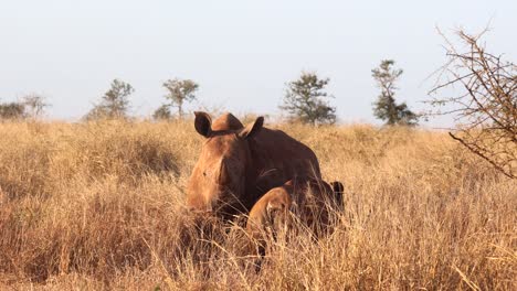 Rinoceronte-Blanco-Adulto-Y-Su-Cría-En-Hierba-Alta-De-Sabana-Dorada