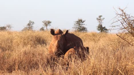 Erwachsenes-Breitmaulnashorn-Und-Ihr-Kalb-Im-Hohen-Goldenen-Savannengras