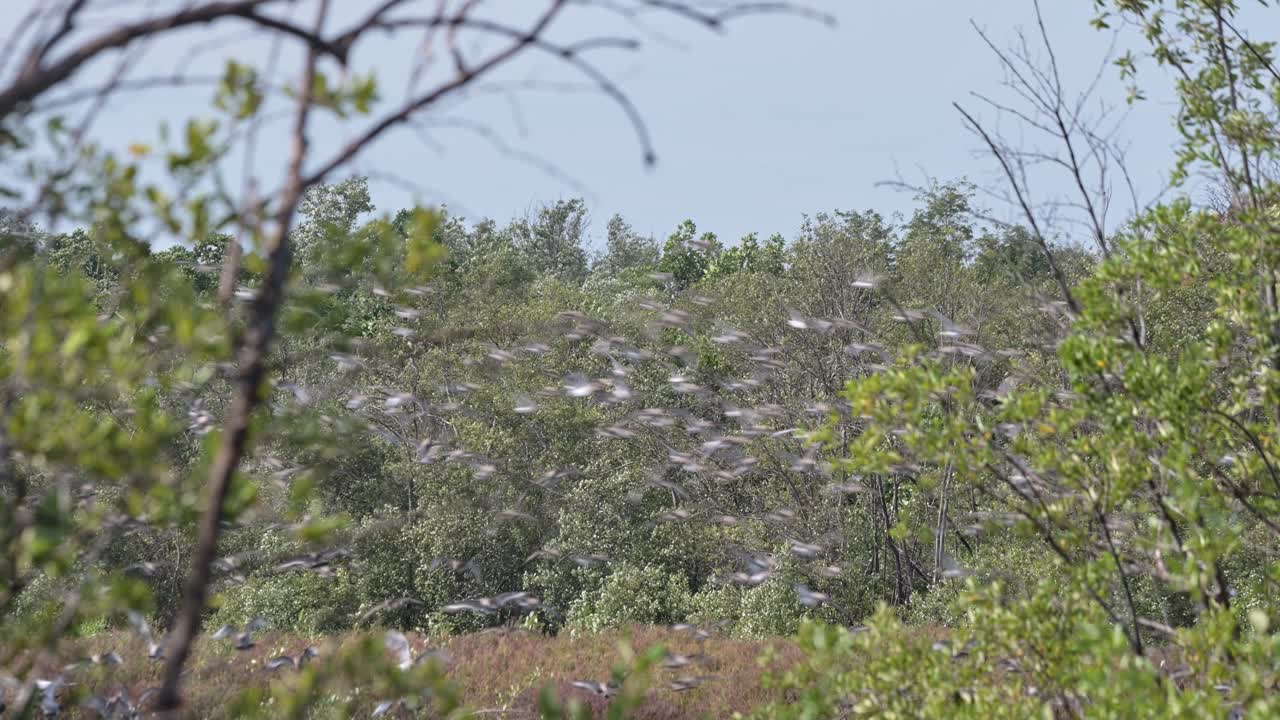 바람이 불어오는 날 맹그로브 숲에서 날아다니는 매우 거대한 혼합된 해안새 무리, 블랙테일드 고드위트 (black-tailed godwit), 리모사 (limosa), 태국.