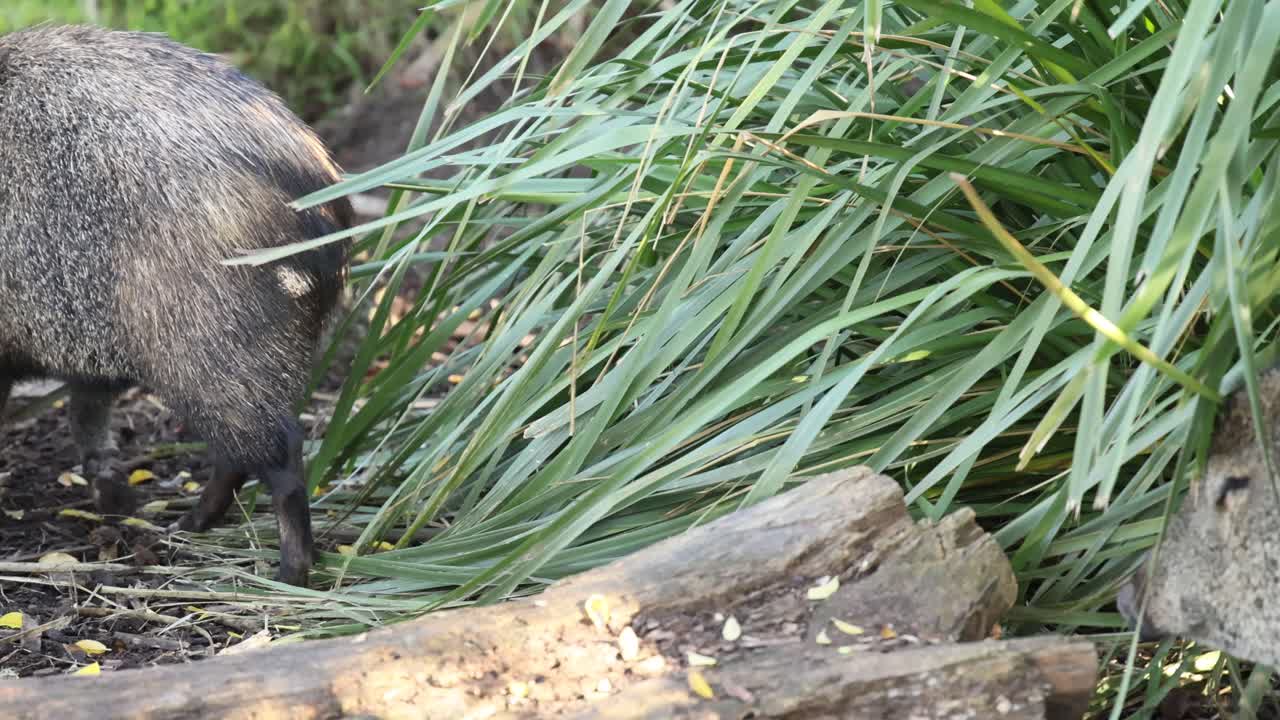 울창 한 식물 을 가로질러 항해 하는 돼지
