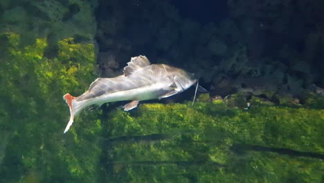 redtail catfish  swimming very close to the camera