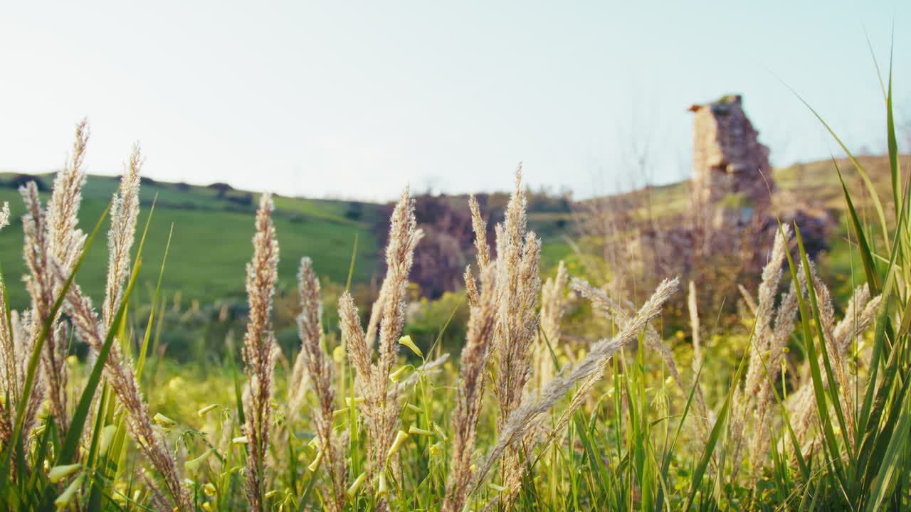 plantas relajantes de la naturaleza en una primavera exuberante en un prado