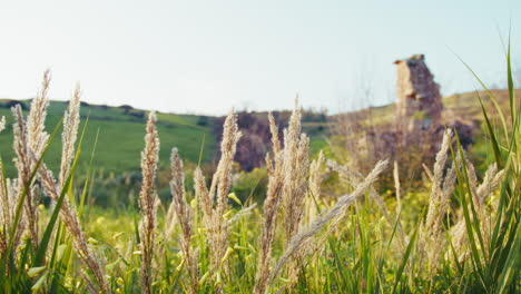 nature relaxing plants in lush spring on a meadow