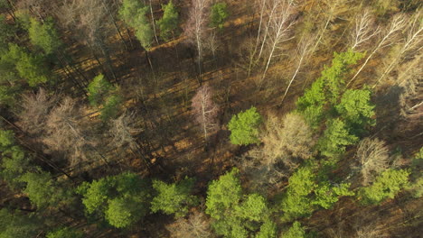 overhead view of a forest with a stark distinction between vibrant green conifers and a few isolated leafless trees, casting long shadows in the low sunlight