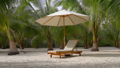 tropical beach with sunbed and palm trees
