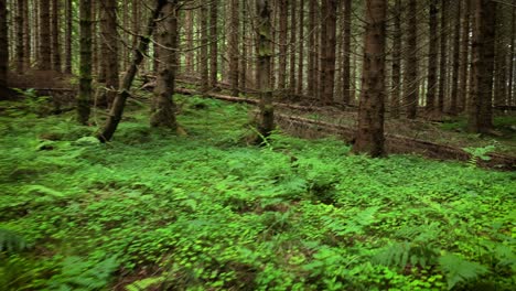 dark pine forest