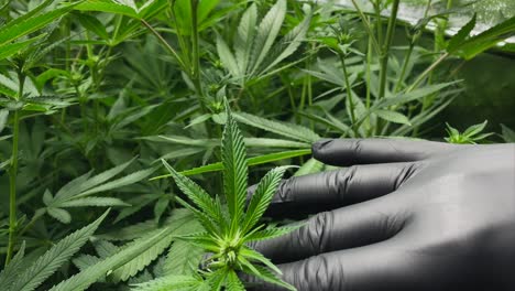 hand with black latex glove checks very young marijuana plant during vegetative stage, medium shot