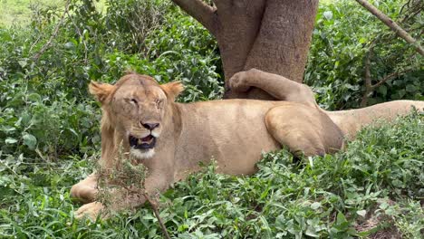 two maasai lions (panthera leo massaicus) in the shade under a tree. serengeti national park, tanzania.