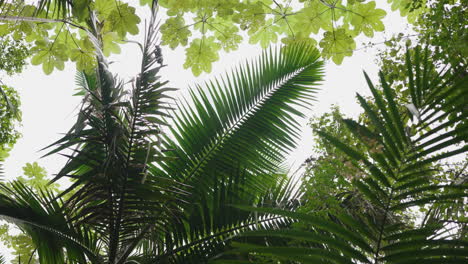 Low-angle-shot-of-luscious-green-foliage-and-leaves-in-a-Puerto-Rican-jungle