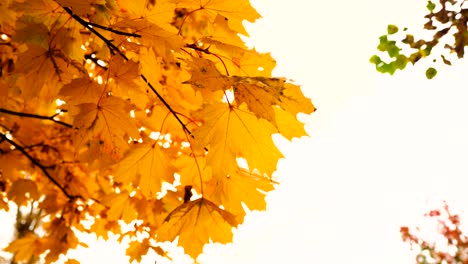 yellow maple leaves on a branch swaying in the wind under the autumn sky