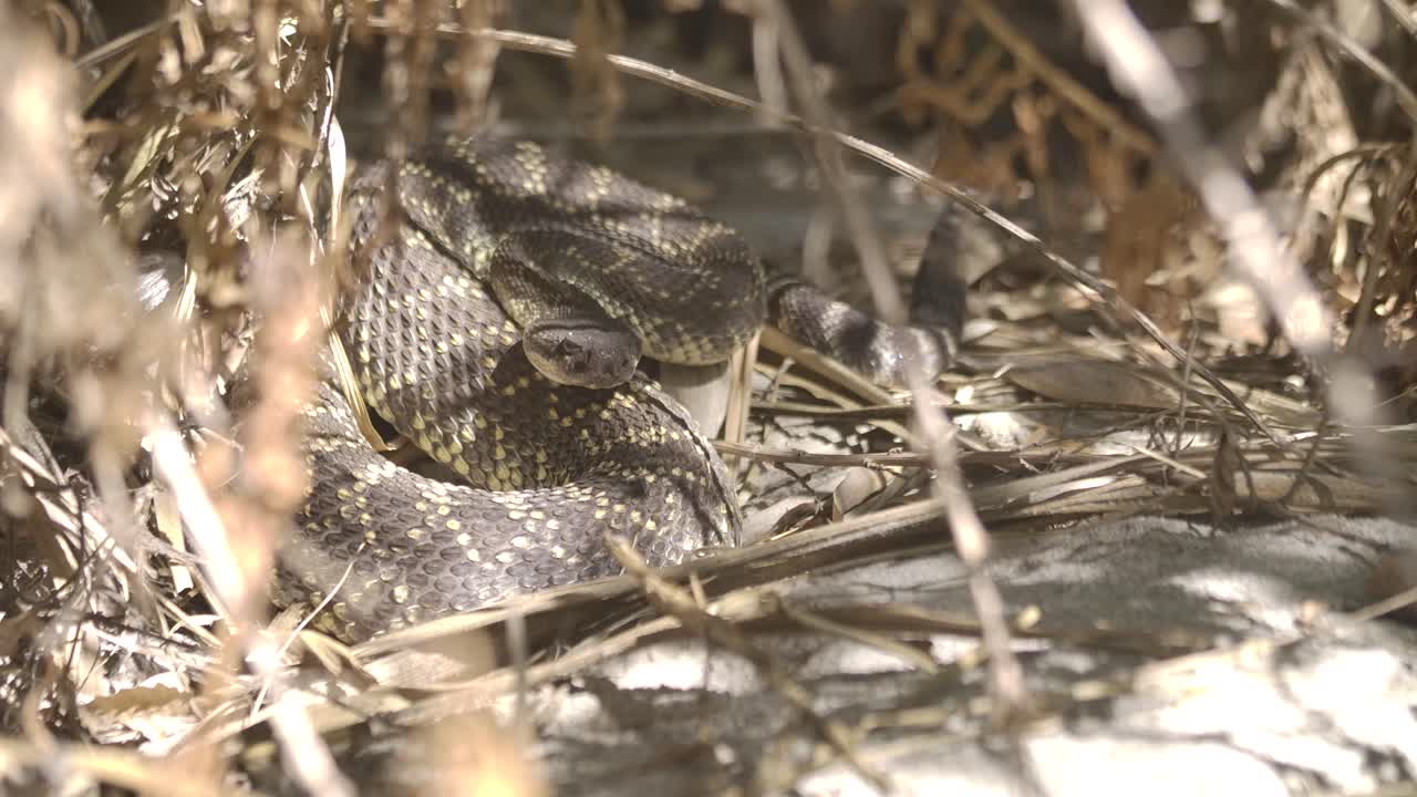serpiente de cascabel enojada preparada para atacar