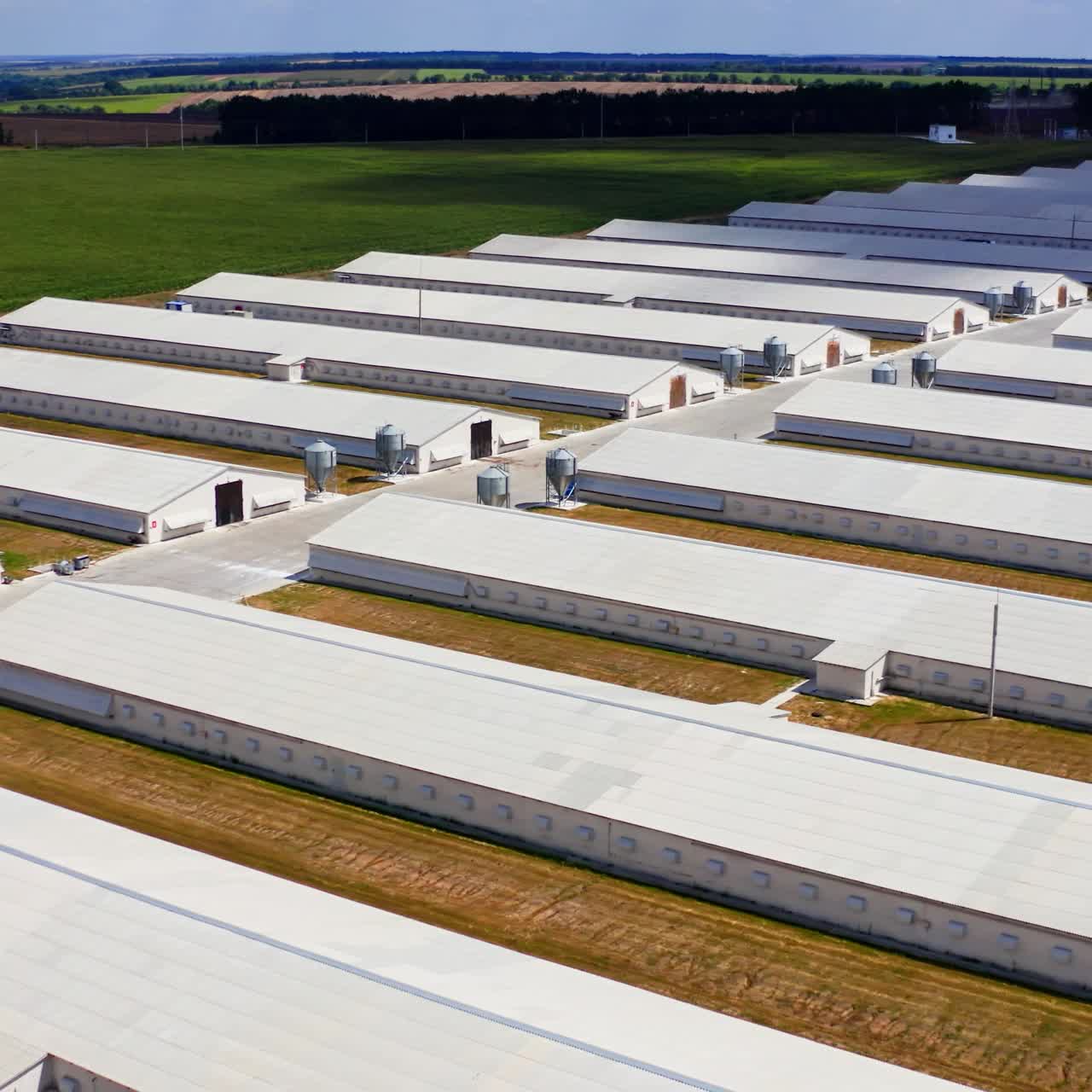 Long farm buildings on field. Flight over the modern agricultural farmhouses for livestock in the countryside in summer. Aerial view