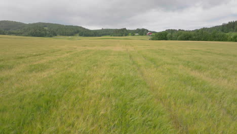 Low-Aerial-Of-Golden-Wheat-Field-On-A-Windy-Day-In-Summertime