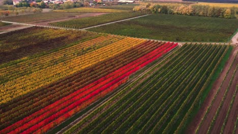 Vista-Aérea-Del-Paisaje-Sobre-Viñedos-Otoñales-Con-Follaje-Rojo-Y-Naranja,-En-La-Campiña-Italiana,-Al-Atardecer